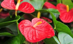 How to Grow Peace Lily the Easy Way: A Complete Indoor Guide