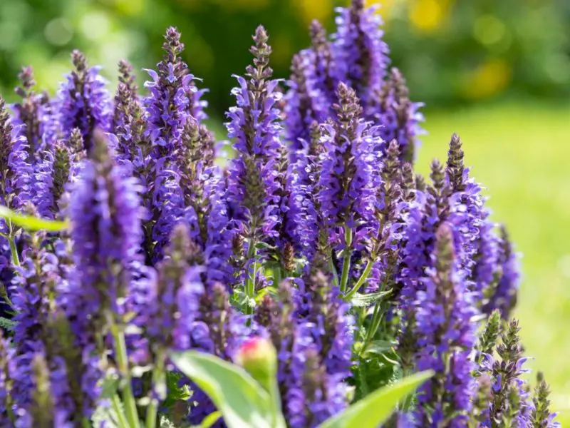 Top 12 Summer Flowers Bring Endless Color to American Gardens