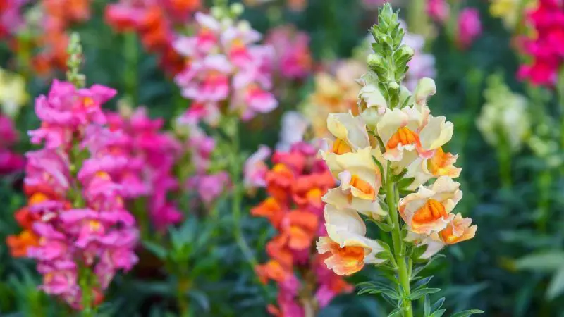 How Long Does Snapdragon Bloom and How to Extend Its Season