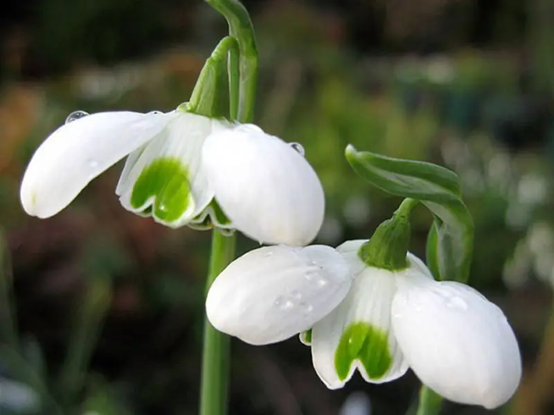 What Flowers Bloom in Spring? Best Choices for a Vibrant Garden