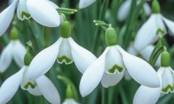 When to Plant Snowdrops for the Best Results in Your USDA Zone