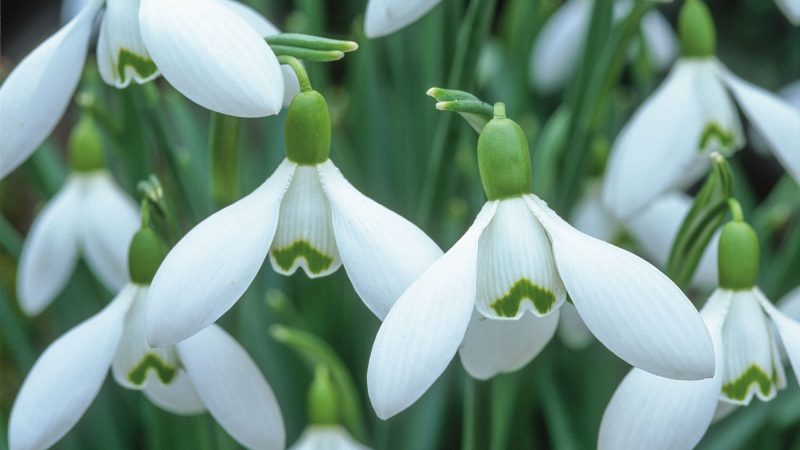 When to Plant Snowdrops for the Best Results in Your USDA Zone