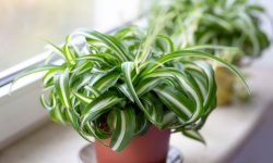 How to Plant Spider Plant: Expert Tips for Perfect Planting Time
