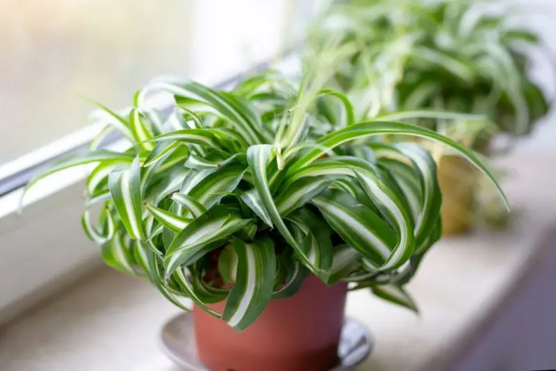 How to Plant Spider Plant: Expert Tips for Perfect Planting Time