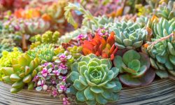 How to Care for Succulents: Tips for Thriving and Beautiful Plants