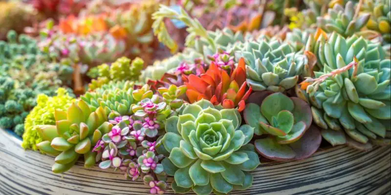 How to Care for Succulents: Tips for Thriving and Beautiful Plants