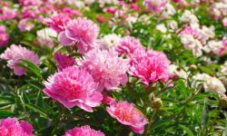 When to Transplant Peonies: The Best Time for Maximum Growth