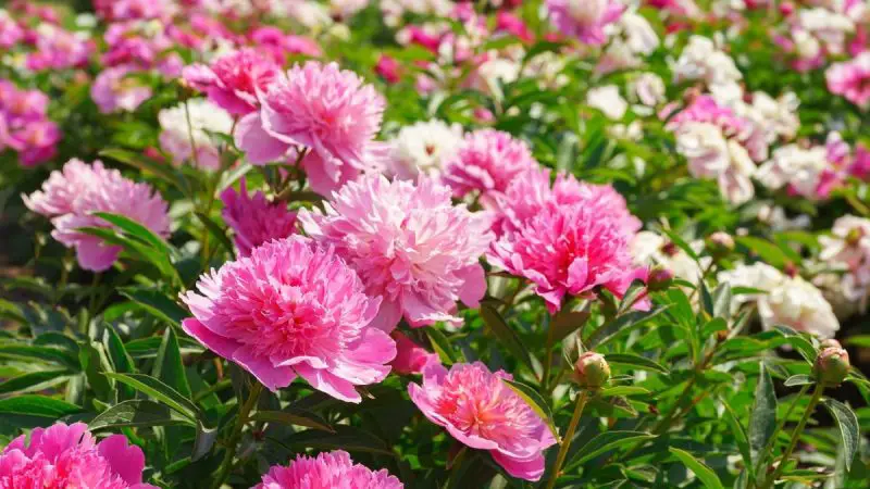 When to Transplant Peonies: The Best Time for Maximum Growth