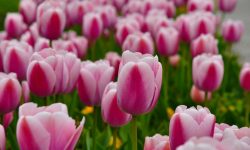 What Flowers Bloom in Spring? Best Choices for a Vibrant Garden