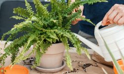 How Often to Water Boston Fern: Tips to Keep It Green and Vibrant