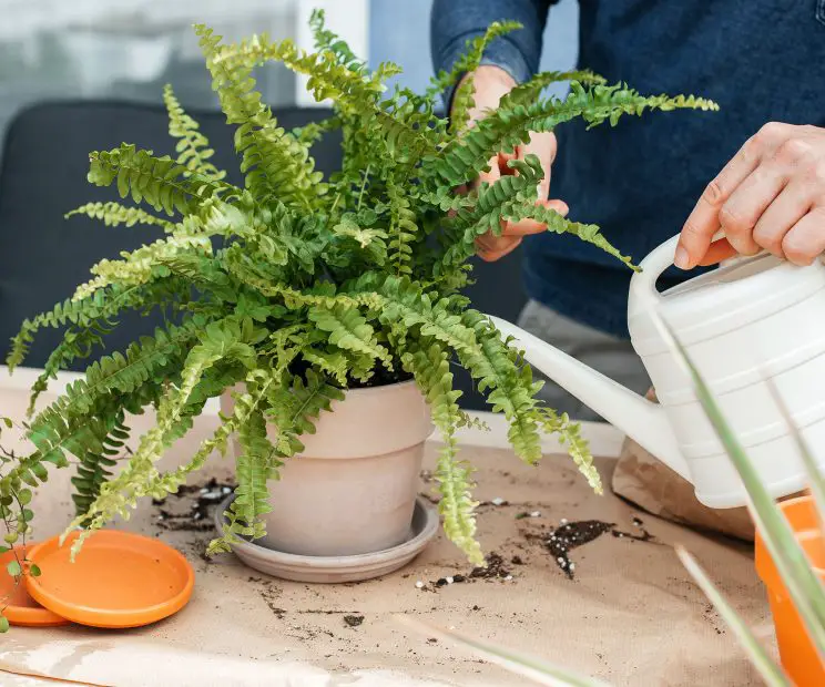 How Often to Water Boston Fern: Tips to Keep It Green and Vibrant