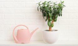 How Often to Water Jade Plant the Right Way for Perfect Hydration