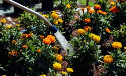 How Often to Water Marigolds for Vibrant Flowers All Season Long