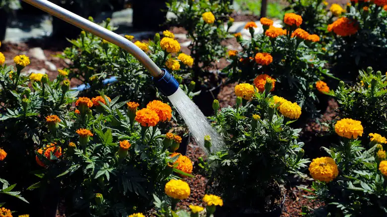 How Often to Water Marigolds for Vibrant Flowers All Season Long