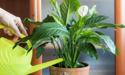 How Often to Water Peace Lily: The Complete Care Timing Guide