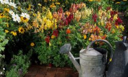 How Often to Water Snapdragons for Vibrant Blooms All Season