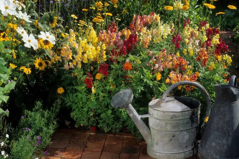 How Often to Water Snapdragons for Vibrant Blooms All Season