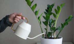 How Often to Water ZZ Plant: Simple Tips for Fast Growing Plant
