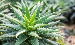 How to Care for Aloe Vera the Right Way for Long-Lasting Growth