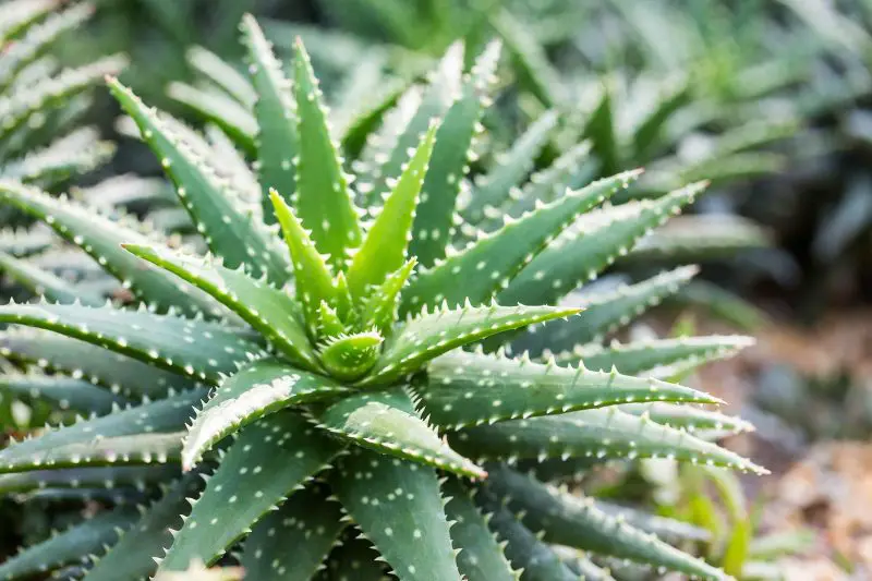 How to Care for Aloe Vera the Right Way for Long-Lasting Growth