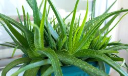 How to Grow Aloe Vera: Simple Steps for Bigger & Stronger Plants