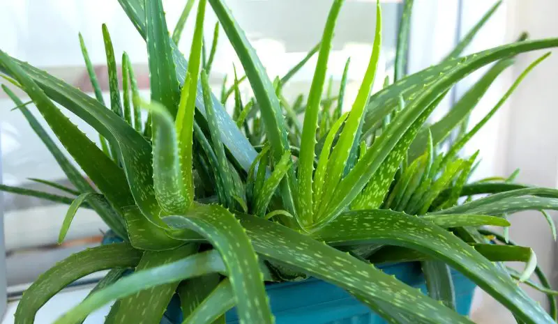 How to Grow Aloe Vera: Simple Steps for Bigger & Stronger Plants