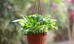 How Often to Water Golden Pothos for Healthier and Faster Growth