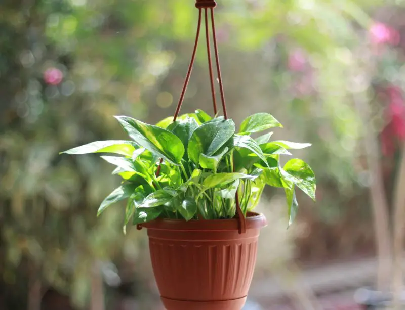 How Often to Water Golden Pothos for Healthier and Faster Growth