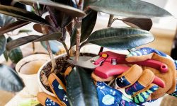 How to Propagate Rubber Plant at Home: Beginner-Friendly Guide