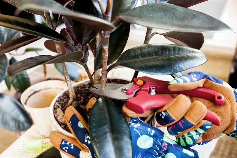 How to Propagate Rubber Plant at Home: Beginner-Friendly Guide