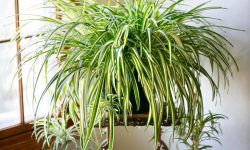 How to Care for Spider Plants: Expert Advice for Beautiful Foliage