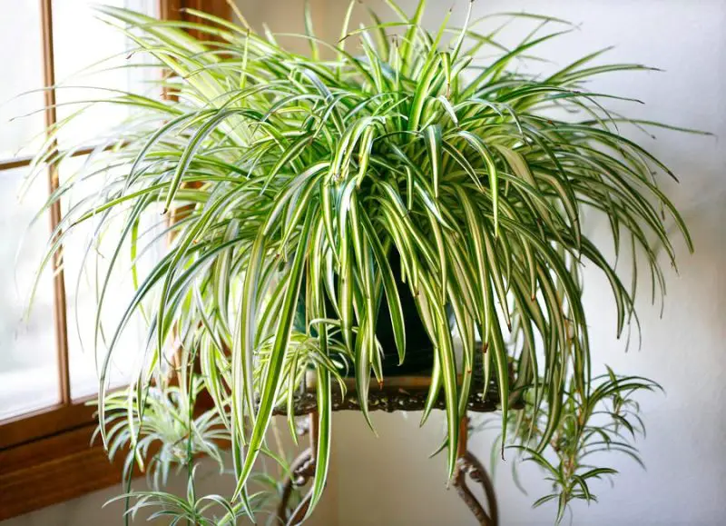 How to Care for Spider Plants: Expert Advice for Beautiful Foliage