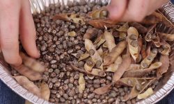 How to Harvest Lupine Seeds for Next Season’s Beautiful Blooms