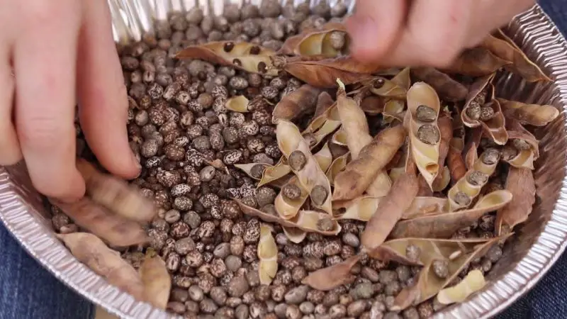 How to Harvest Lupine Seeds for Next Season’s Beautiful Blooms