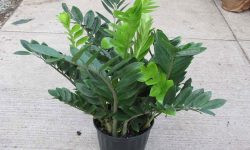 How to Care for a ZZ Plant in Any Home Environment with Ease