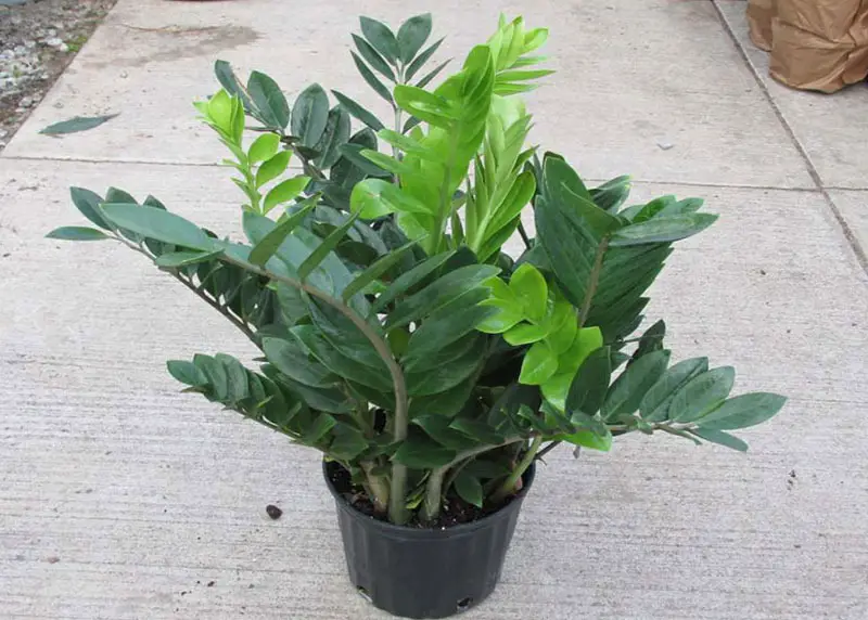 How to Care for a ZZ Plant in Any Home Environment with Ease